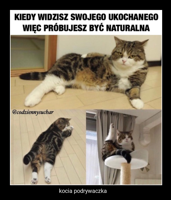 kocia podrywaczka