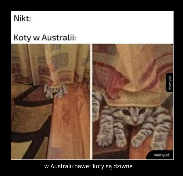 w Australii nawet koty są dziwne